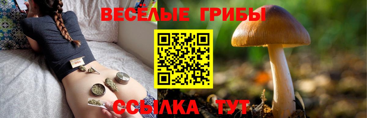 Псилоцибиновые грибы Cubensis  Вход с VPN  Михайловка 